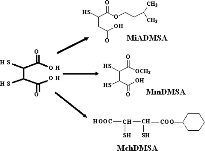 Mechanisms of toxicity of mercury.