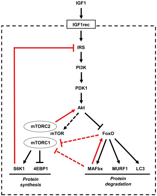 does igf-1 lr3 cause muscle hyperplasia in humans IGF1-LR3 Peptide IGF-1 LR3: Muscle Hyperplasia &