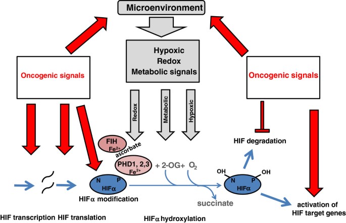 Breast cancer cells and adipocytes in hypoxia: metabolism regulation