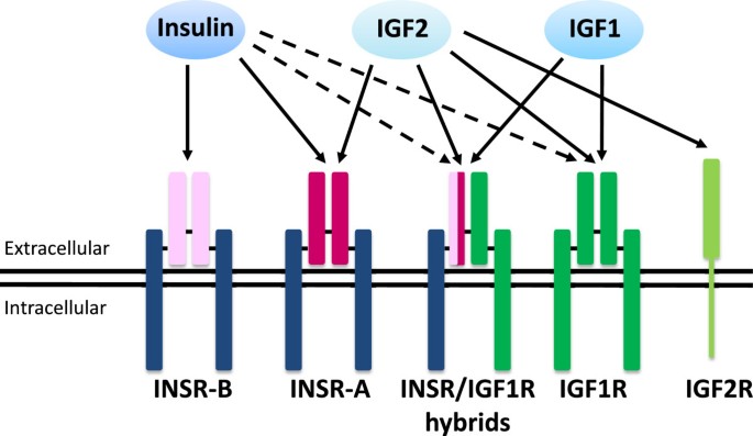 PDF) Insulin and IR-β in pig spermatozoa: A role of the hormone in