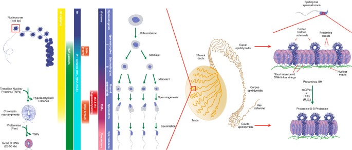 Recent knowledge concerning mammalian sperm chromatin organization and its potential weaknesses when facing oxidative challenge | Basic and Clinical Andrology