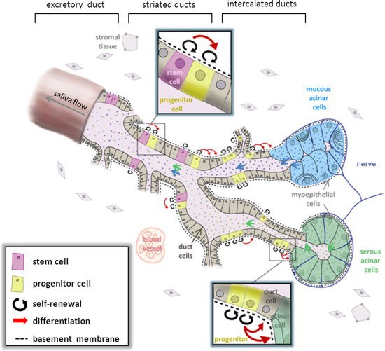 Salivary gland function, development, and regeneration