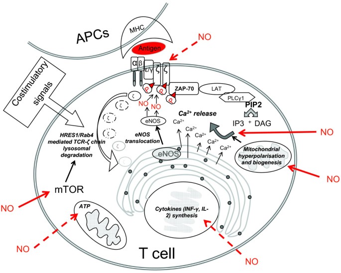 glutathione effect on rheumatoid arthritis Recent insights into the protective effects of lactic acid bacteria Central role of nitric oxide