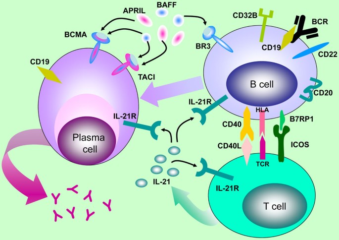 Use of B-Cell–Depleting Therapy in Women of Childbearing Potential