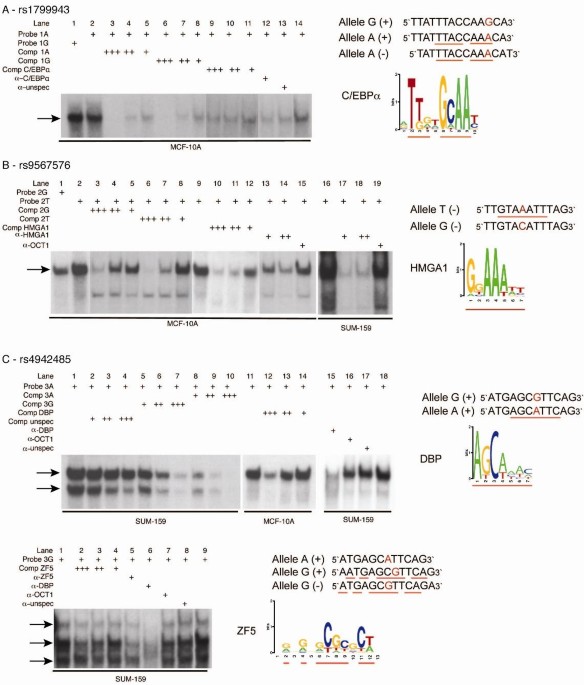 Effects of BRCA2 cis-regulation in normal breast and cancer risk amongst  BRCA2 mutation carriers, Breast Cancer Research