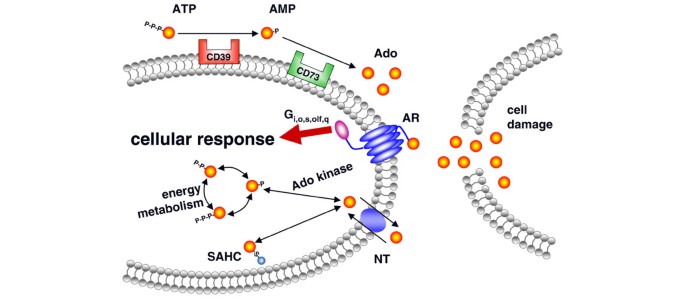 Adenosine Receptor Antagonists: Translating Medicinal Chemistry and  Pharmacology into Clinical Utility