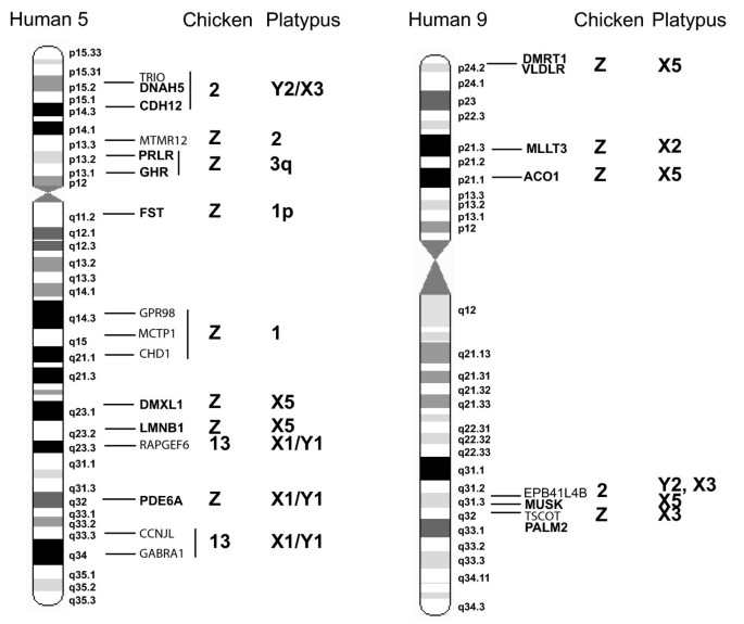 PDF) Lack of sex chromosome specific meiotic silencing in platypus