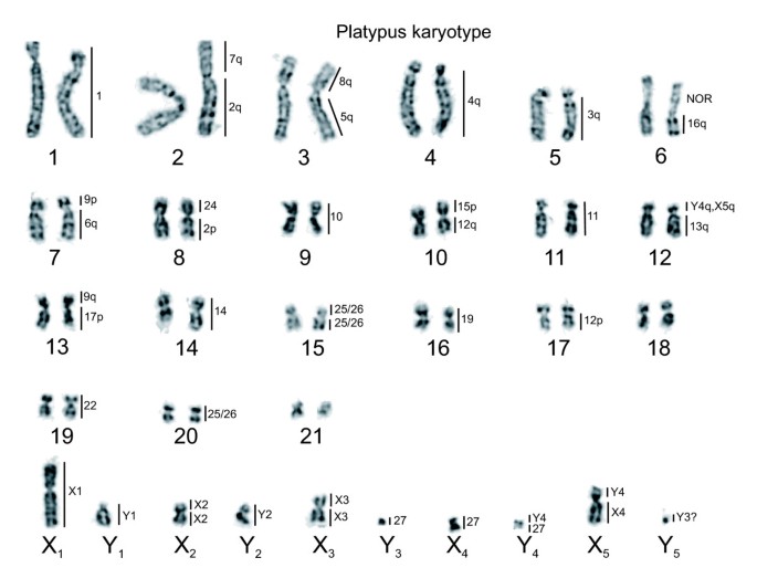 PDF) Lack of sex chromosome specific meiotic silencing in platypus