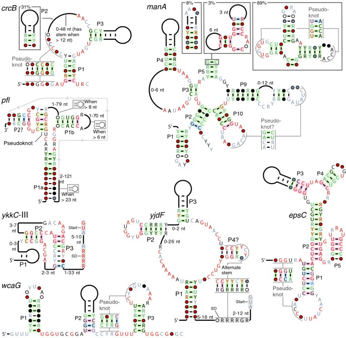 SAM–SAH riboswitch - Wikipedia