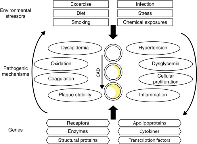 New insights into genetic variant spectrum and genotype–phenotype