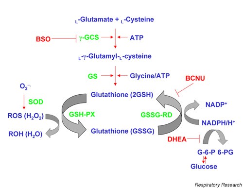 glutathione and magnesium taken together Boost Your Health with Glutathione IV Therapy at Home