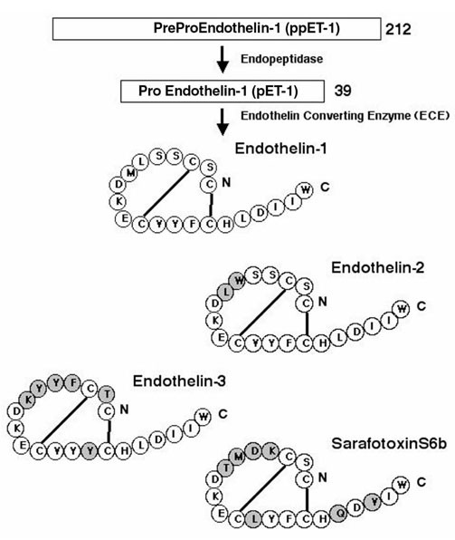 PDF] The importance of endothelin-1 for vascular dysfunction in