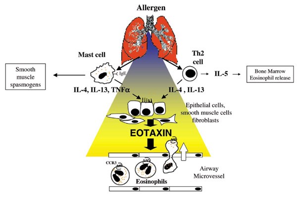 Regulation of MMP-3 expression and secretion by the chemokine eotaxin-1 in  human chondrocytes, Journal of Biomedical Science