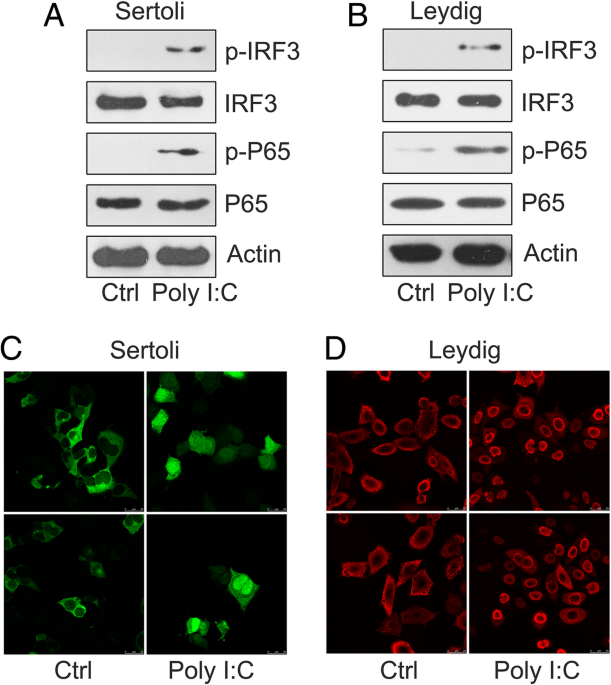 Morphology of Leydig cells in the testes after in vivo MCP-1 treatment.