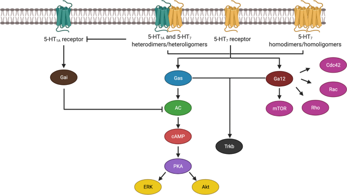Central nervous system effects of 5-HT7 receptors: a potential target for  neurodegenerative diseases | Molecular Medicine | Springer Nature Link