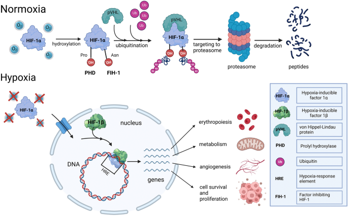 n-acetylcysteine glutathione heavy metal mercury Mercury-induced excitotoxicity in autism spectrum disorder: disruption of  glutamatergic homeostasis and the therapeutic role of the selenium glutathione axis | BioMetals