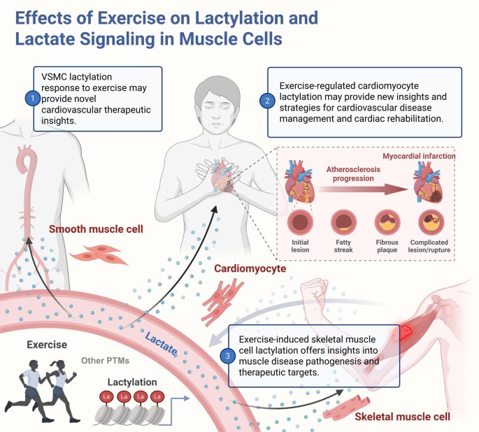 Lactylation and lactate: insights into muscle cell epigenetic regulators in exercise | Molecular Medicine