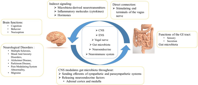 How the first brain (the brain in the gut) controls gut movements