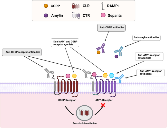Mode and site of action of therapies targeting CGRP signaling | The Journal  of Headache and Pain | Full Text
