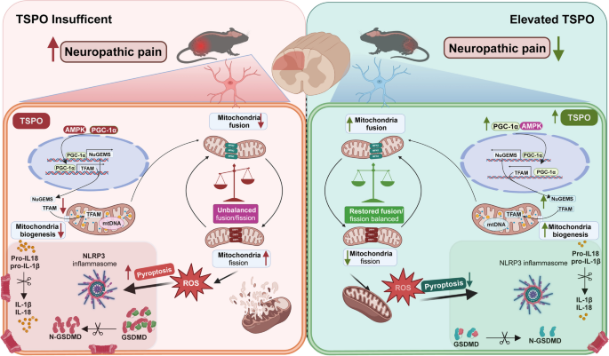Increased TSPO alleviates neuropathic pain by preventing pyroptosis via the  AMPK-PGC-1 pathway | The Journal of Headache and Pain | Springer Nature  Link