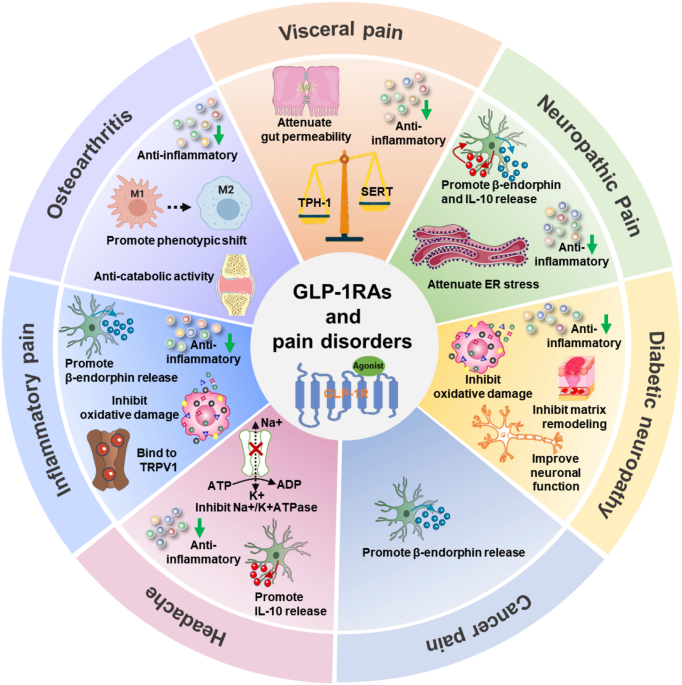 Advances in GLP-1 receptor agonists for pain treatment and their future  potential | The Journal of Headache and Pain