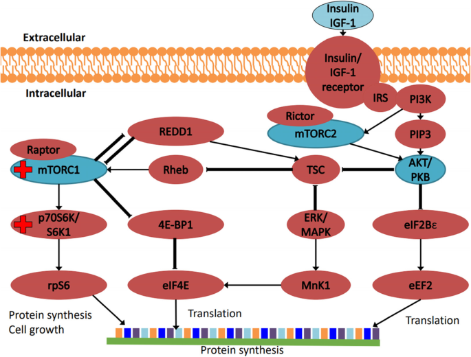 Frontiers  A single-set functional training program increases muscle  power, improves functional fitness, and reduces pro-inflammatory cytokines  in postmenopausal women: A randomized clinical trial