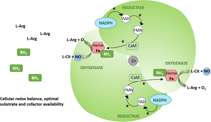 Endothelial dysfunction due to eNOS uncoupling: molecular mechanisms as potential therapeutic targets | Cellular & Molecular Biology Letters | Springer Nature Link Endothelial dysfunction due to eNOS uncoupling: molecular mechanisms as potential therapeutic targets | Cellular & Molecular Biology Letters | Springer Nature Link