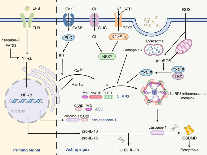 Therapeutic modulation of inflammasome pathways - Chauhan - 2020