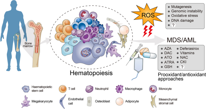 Role of reactive oxygen species in myelodysplastic syndromes | Cellular &  Molecular Biology Letters | Springer Nature Link