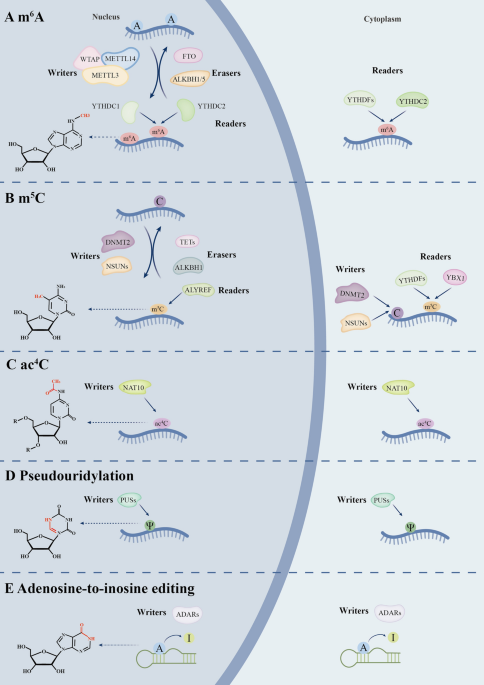 Epitranscriptomic modifications in programmed cell death: mechanistic insights and implications for liver diseases | Cellular & Molecular Biology Letters
