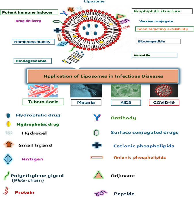 : lipo-mino-mix-c suggest cpt code The modification of conventional liposomes