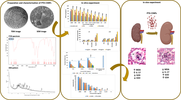does glutathione thin blood Chitosan nanoparticle encapsulated pentoxifylline improves renal protection and reduces oxidative stress in amikacin induced nephrotoxicity | Discover Nano