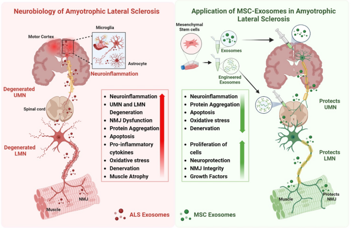 glutathione injection als Regenerative strategies for ALS: stem cells and extracellular vesicles | Discover Nano Select:D now foods glutathione 500mg smoothing