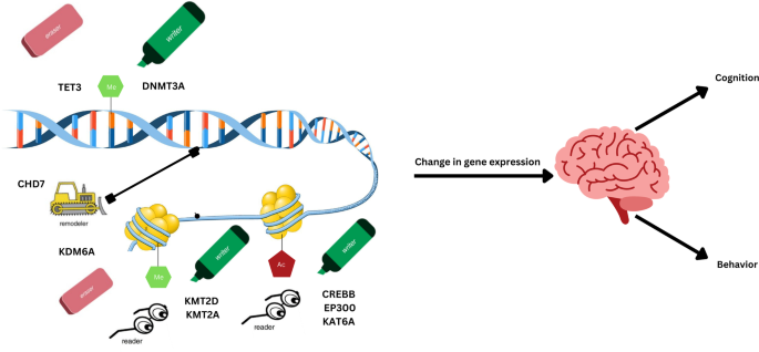 PDF) Rubinstein-Taybi 2 associated to novel EP300 mutations: Deepening the  clinical and genetic spectrum