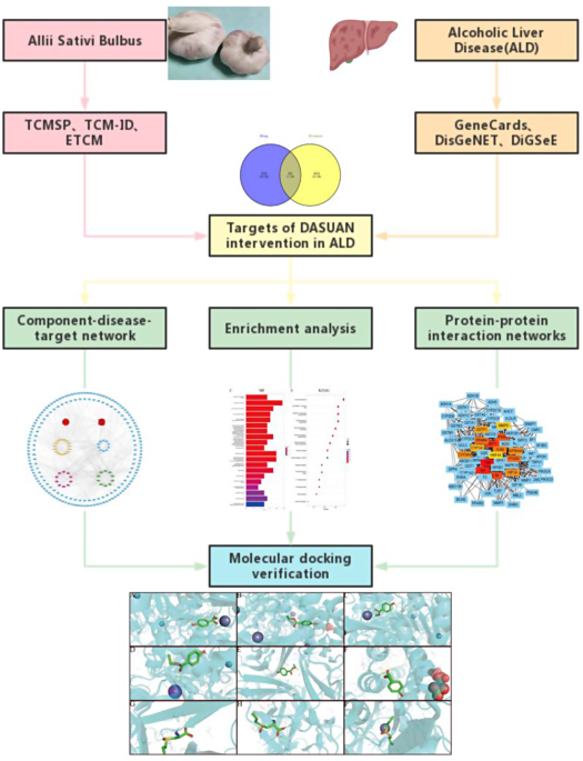 Exploring the therapeutic potential of garlic in alcoholic liver disease: a  network pharmacology and experimental validation study | Genes & Nutrition 