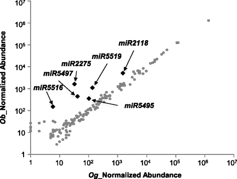 miR2118-triggered phased siRNAs are differentially expressed during the  panicle development of wild and domesticated African rice species, Rice