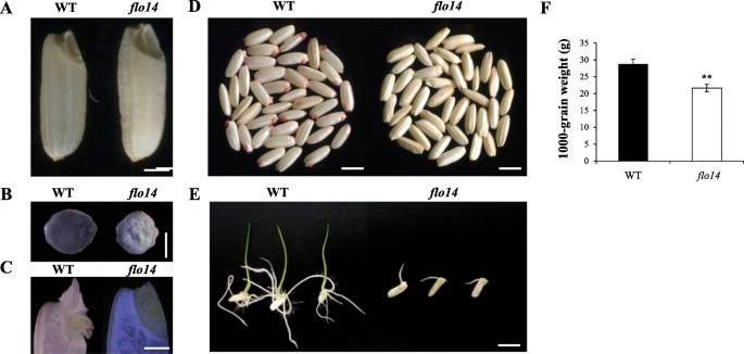 Lose-of-Function of a Rice Nucleolus-Localized Pentatricopeptide Repeat  Protein Is Responsible for the floury endosperm14 Mutant Phenotypes | Rice  | Full Text