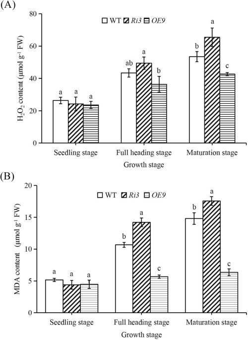 Phenotype of wild-type Supi 3 and mutant wh. (A) spikes, (B) leaf