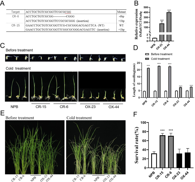 Performance of Ubi::OsBURP16 transgenic rice under cold stress. (a