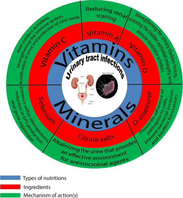 Deep insights into urinary tract infections and effective natural remedies  | African Journal of Urology | Full Text