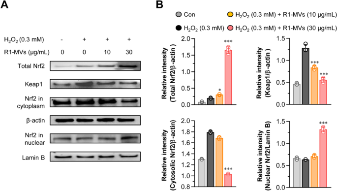 Oxidative Stress Resistance in Deinococcus radiodurans