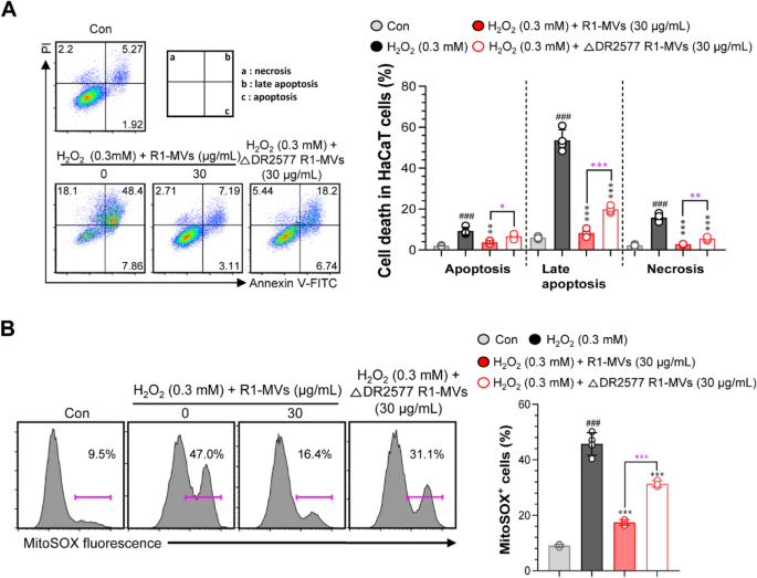 Deinococcus radiodurans-derived membrane vesicles protect HaCaT