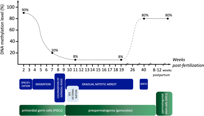 UBR2 mediates transcriptional silencing during spermatogenesis via histone  ubiquitination