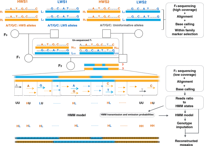 Genotyping by low-coverage whole-genome sequencing in intercross pedigrees  from outbred founders: a cost-efficient approach, Genetics Selection  Evolution