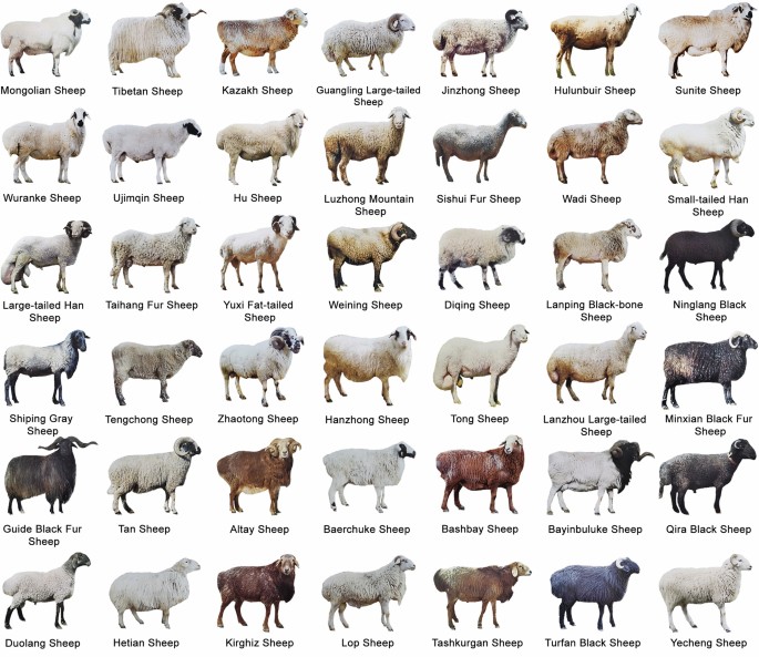 Wool Sheep Breeds List [Fine Wool & Long Wool Breeds of Sheep]