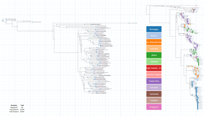 Most parsimonious phylogenetic tree of the K1 + 16362 cluster