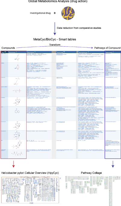 10+ Diagram Of Metabolic Pathways