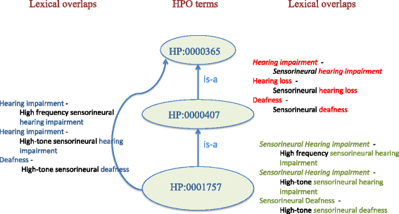 A new synonym-substitution method to enrich the human phenotype