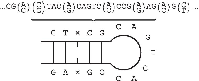 IUPACpal: efficient identification of inverted repeats in IUPAC-encoded DNA  sequences | BMC Bioinformatics | Full Text