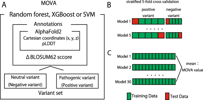 Accuracy of a machine learning method based on structural and locational information from AlphaFold2 for predicting the pathogenicity of TARDBP and FUS gene variants in ALS